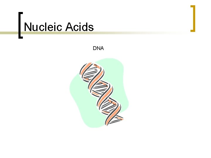 Nucleic Acids DNA 