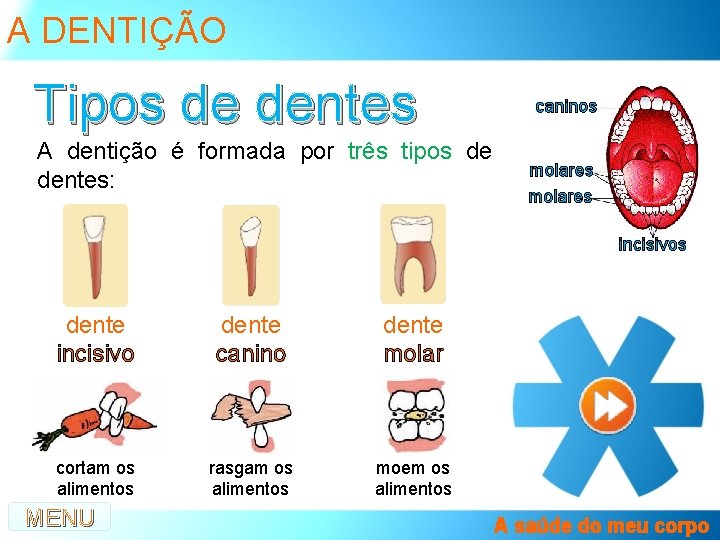 A DENTIÇÃO Tipos de dentes A dentição é formada por três tipos de dentes: