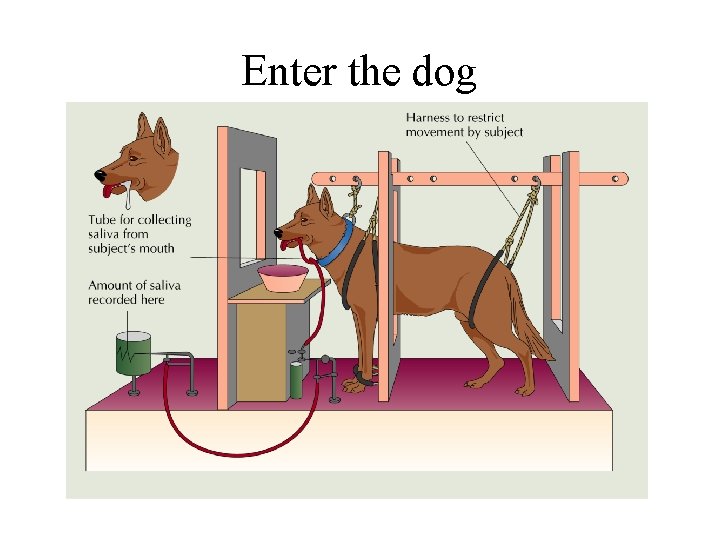 Enter the dog 