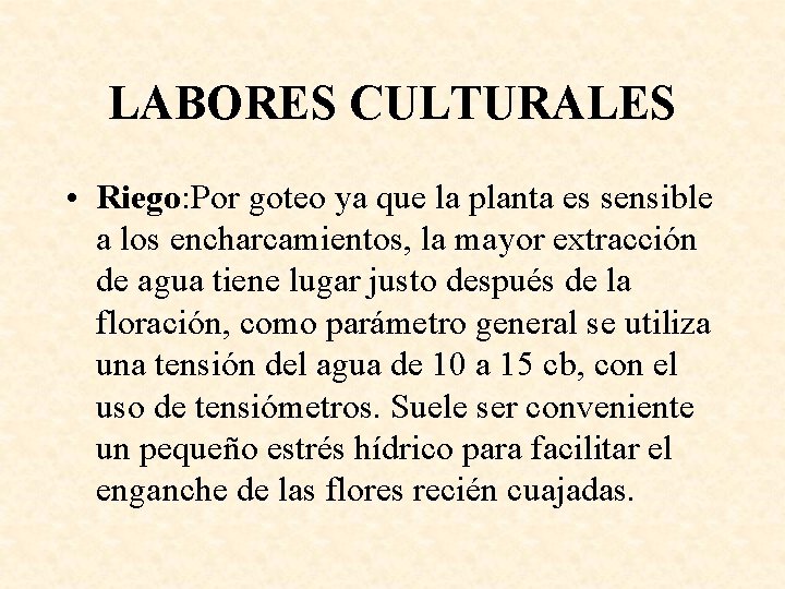 LABORES CULTURALES • Riego: Por goteo ya que la planta es sensible a los