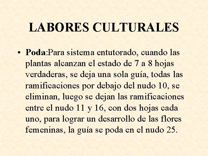 LABORES CULTURALES • Poda: Para sistema entutorado, cuando las plantas alcanzan el estado de