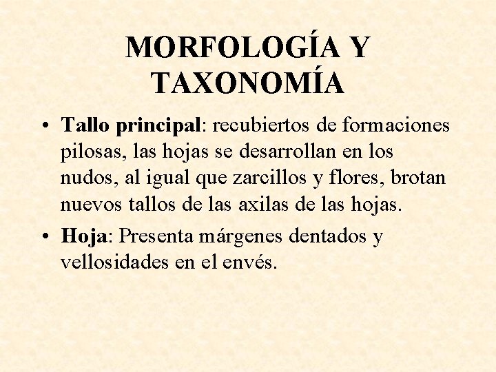 MORFOLOGÍA Y TAXONOMÍA • Tallo principal: recubiertos de formaciones pilosas, las hojas se desarrollan