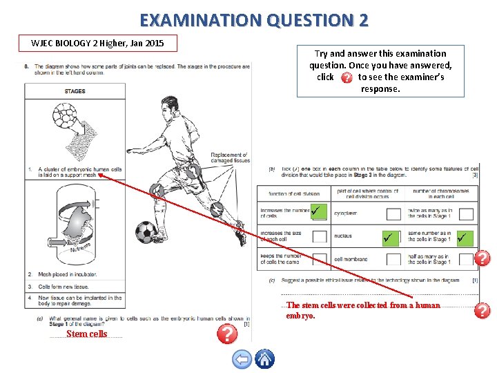 EXAMINATION QUESTION 2 WJEC BIOLOGY 2 Higher, Jan 2015 Try and answer this examination