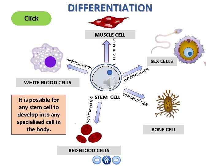 Click DIFFERENTIATION DIFF ERE N DIFFERENTIATION MUSCLE CELL TIAT ION N O ATI I