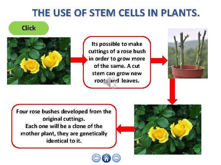THE USE OF STEM CELLS IN PLANTS. Click Its possible to make cuttings of