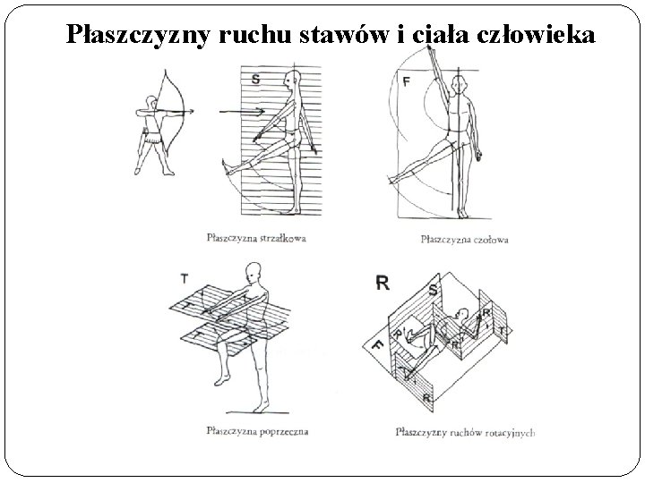 STRUKTURA I GEOMETRIA MODELOWANIE CZOWIEKA W UJCIU BIOMECHANICZNYM