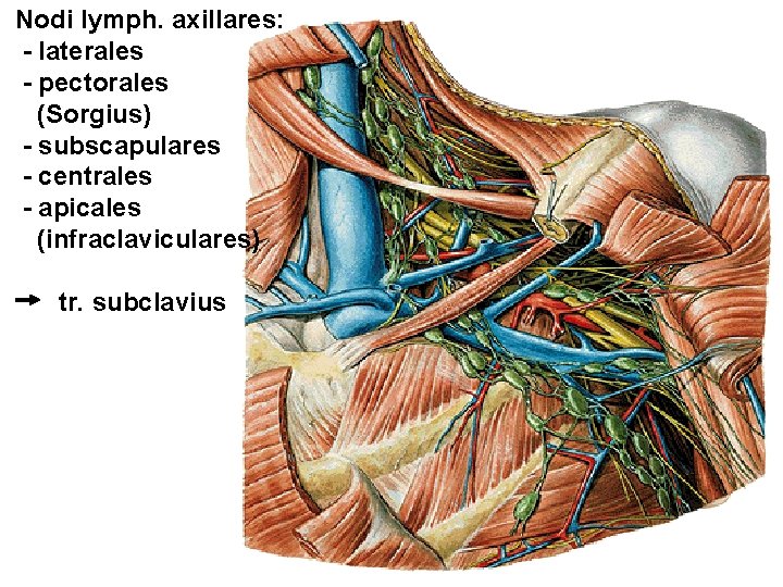 Nodi lymph. axillares: - laterales - pectorales (Sorgius) - subscapulares - centrales - apicales