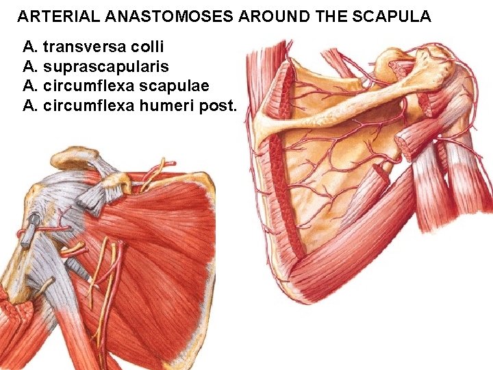 ARTERIAL ANASTOMOSES AROUND THE SCAPULA A. transversa colli A. suprascapularis A. circumflexa scapulae A.