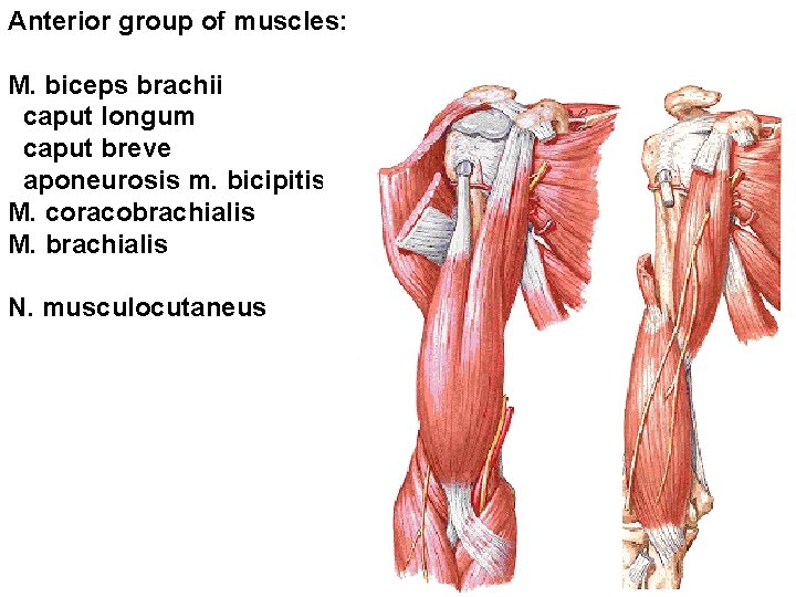 Anterior group of muscles: M. biceps brachii caput longum caput breve aponeurosis m. bicipitis