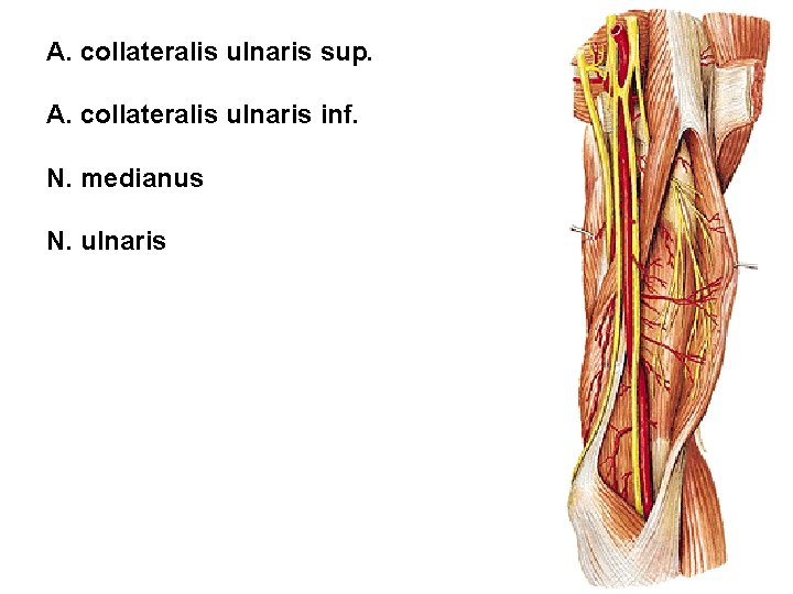 A. collateralis ulnaris sup. A. collateralis ulnaris inf. N. medianus N. ulnaris 
