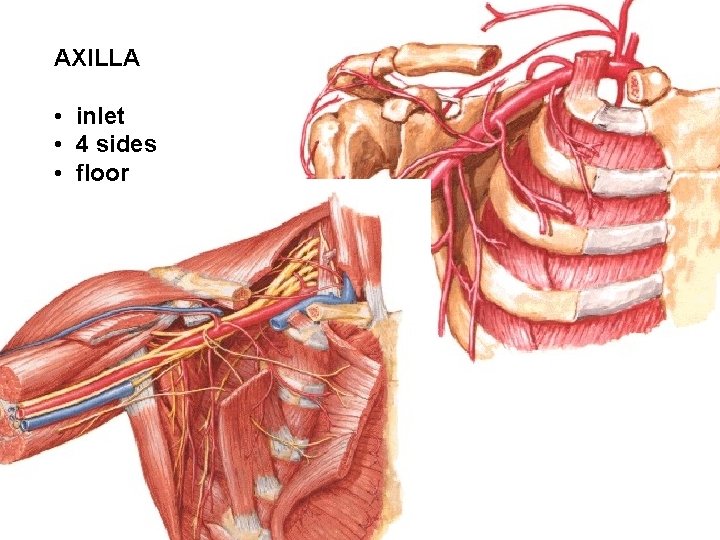 AXILLA • inlet • 4 sides • floor 