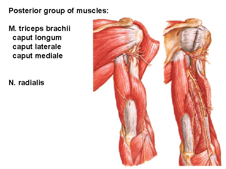 Posterior group of muscles: M. triceps brachii caput longum caput laterale caput mediale N.