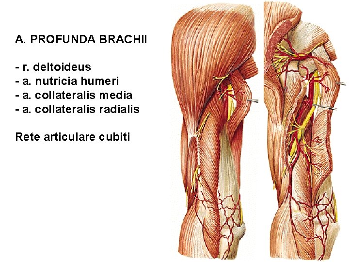 A. PROFUNDA BRACHII - r. deltoideus - a. nutricia humeri - a. collateralis media