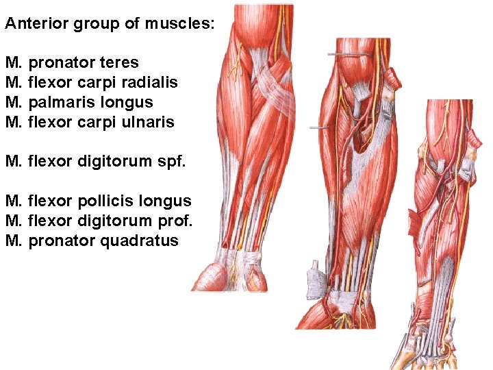 Anterior group of muscles: M. pronator teres M. flexor carpi radialis M. palmaris longus