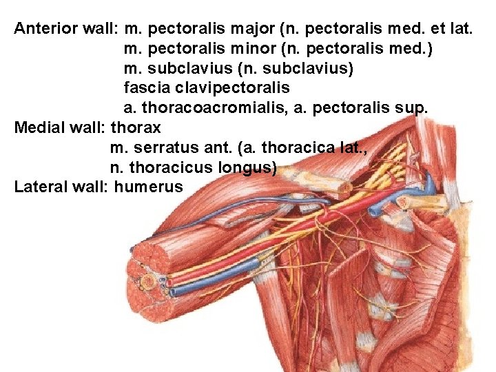 Anterior wall: m. pectoralis major (n. pectoralis med. et lat. m. pectoralis minor (n.