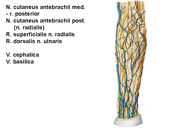 N. cutaneus antebrachii med. - r. posterior N. cutaneus antebrachii post. (n. radialis) R.