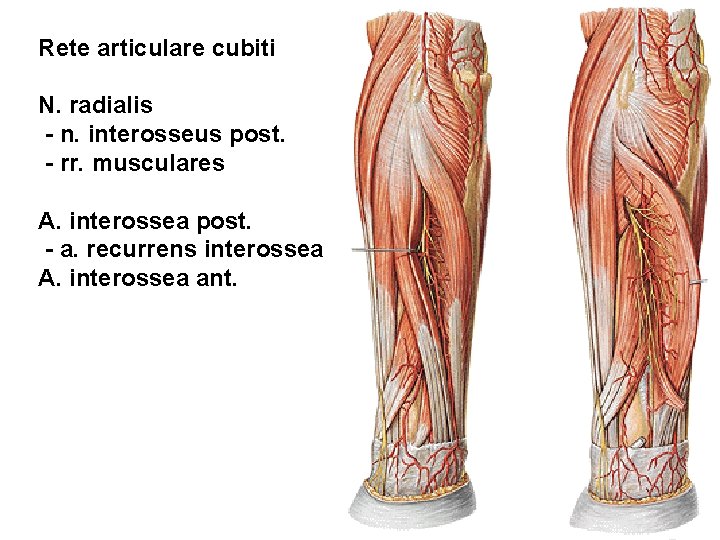 Rete articulare cubiti N. radialis - n. interosseus post. - rr. musculares A. interossea