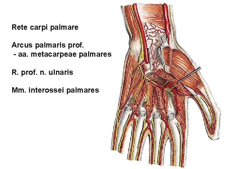Rete carpi palmare Arcus palmaris prof. - aa. metacarpeae palmares R. prof. n. ulnaris