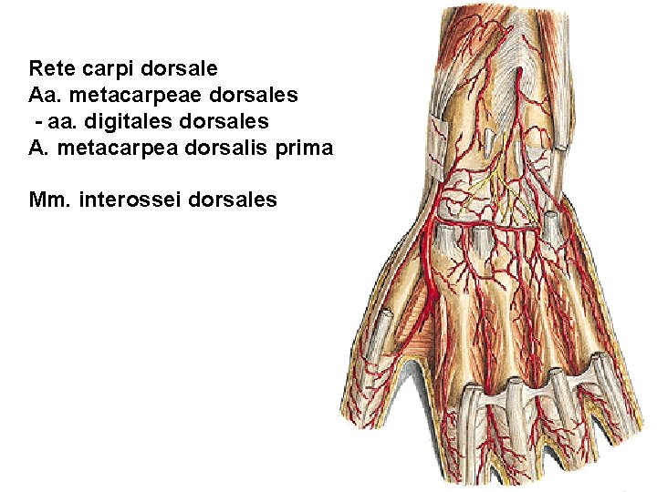 Rete carpi dorsale Aa. metacarpeae dorsales - aa. digitales dorsales A. metacarpea dorsalis prima