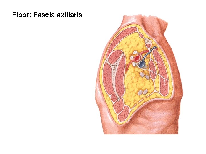 Floor: Fascia axillaris 