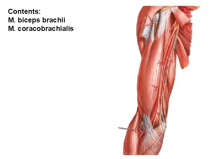 Contents: M. biceps brachii M. coracobrachialis 