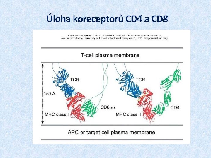 Úloha koreceptorů CD 4 a CD 8 