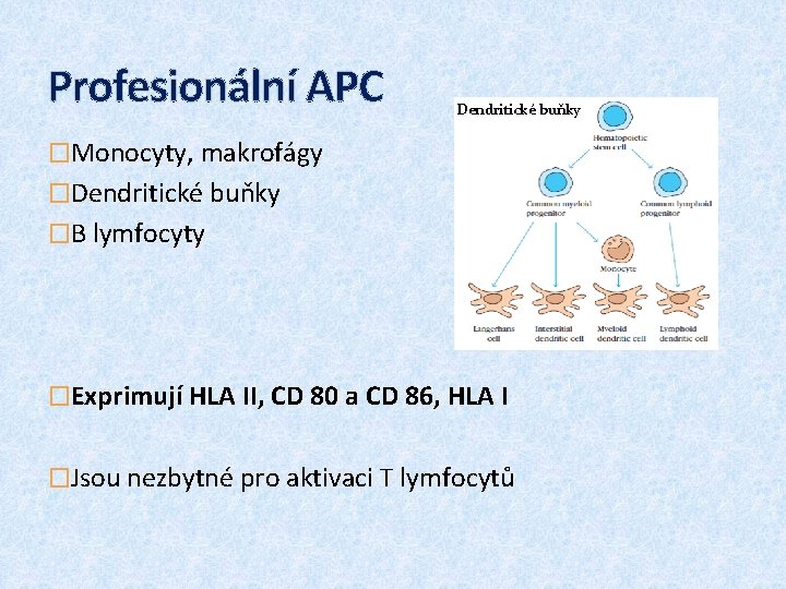 Profesionální APC Dendritické buňky �Monocyty, makrofágy �Dendritické buňky �B lymfocyty �Exprimují HLA II, CD