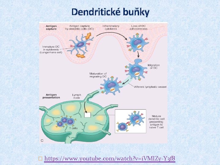 Dendritické buňky � https: //www. youtube. com/watch? v=i. VMIZy-Y 3 f 8 