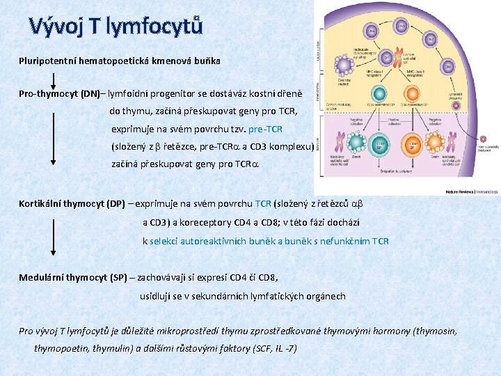 Vývoj T lymfocytů Pluripotentní hematopoetická kmenová buňka Pro-thymocyt (DN)– lymfoidní progenitor se dostáváz kostní