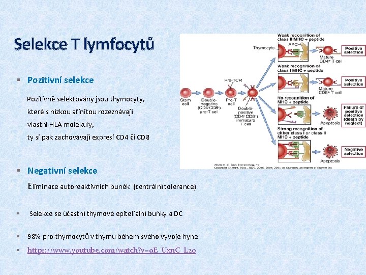 Selekce T lymfocytů § Pozitivní selekce Pozitivně selektovány jsou thymocyty, které s nízkou afinitou