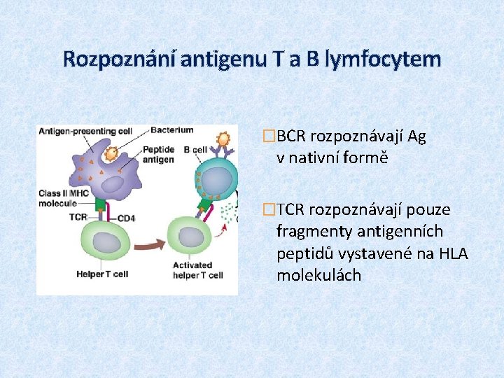 Rozpoznání antigenu T a B lymfocytem �BCR rozpoznávají Ag v nativní formě �TCR rozpoznávají