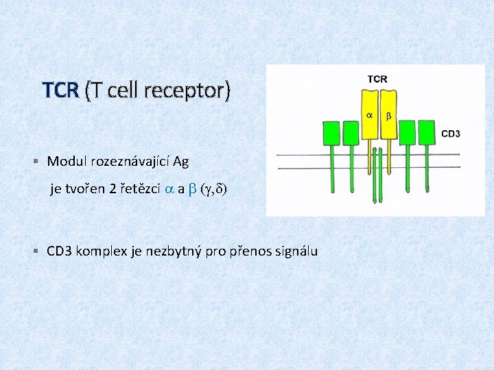 TCR (T cell receptor) § Modul rozeznávající Ag je tvořen 2 řetězci a a