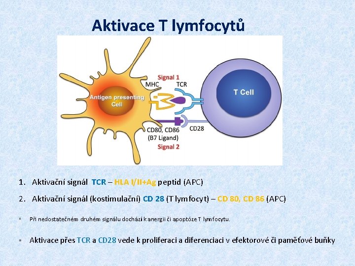 Aktivace T lymfocytů 1. Aktivační signál TCR – HLA I/II+Ag peptid (APC) 2. Aktivační
