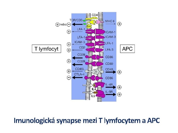 Imunologická synapse mezi T lymfocytem a APC 