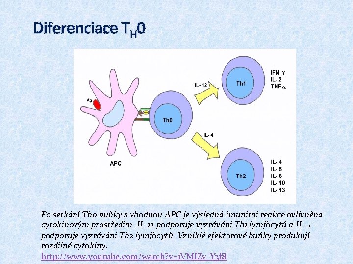 Diferenciace TH 0 Po setkání Th 0 buňky s vhodnou APC je výsledná imunitní