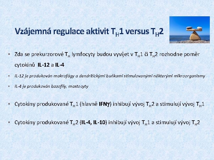 Vzájemná regulace aktivit TH 1 versus TH 2 § Zda se prekurzorové TH lymfocyty