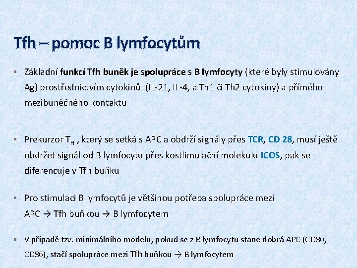 Tfh – pomoc B lymfocytům § Základní funkcí Tfh buněk je spolupráce s B