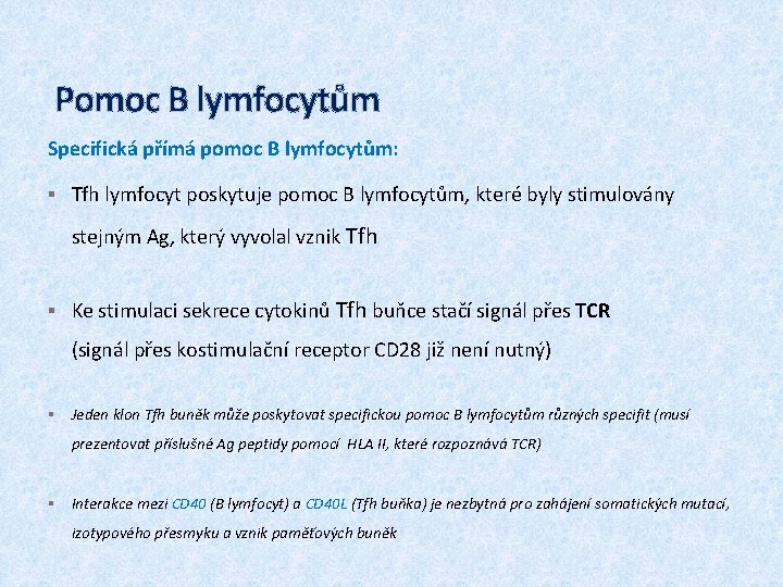 Pomoc B lymfocytům Specifická přímá pomoc B lymfocytům: § Tfh lymfocyt poskytuje pomoc B