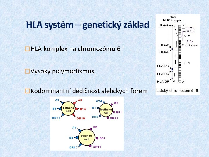 HLA systém – genetický základ � HLA komplex na chromozómu 6 � Vysoký polymorfismus