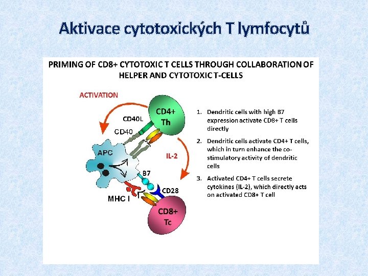 Aktivace cytotoxických T lymfocytů 