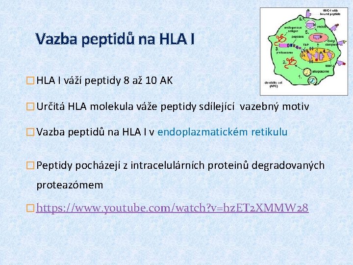 Vazba peptidů na HLA I � HLA I váží peptidy 8 až 10 AK