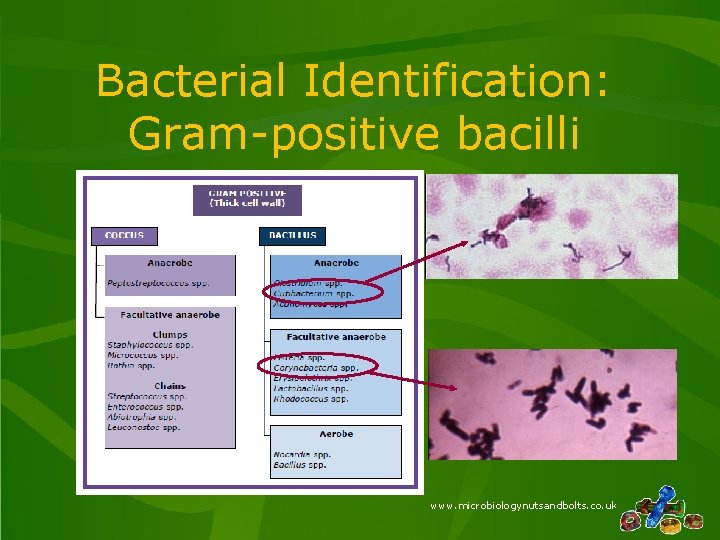 Bacterial Identification: Gram-positive bacilli www. microbiologynutsandbolts. co. uk 