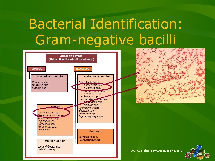 Bacterial Identification: Gram-negative bacilli www. microbiologynutsandbolts. co. uk 