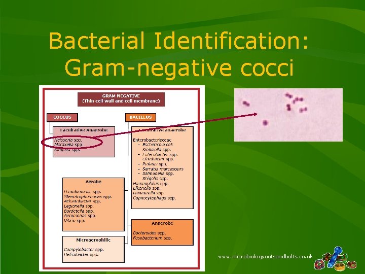 Bacterial Identification: Gram-negative cocci www. microbiologynutsandbolts. co. uk 