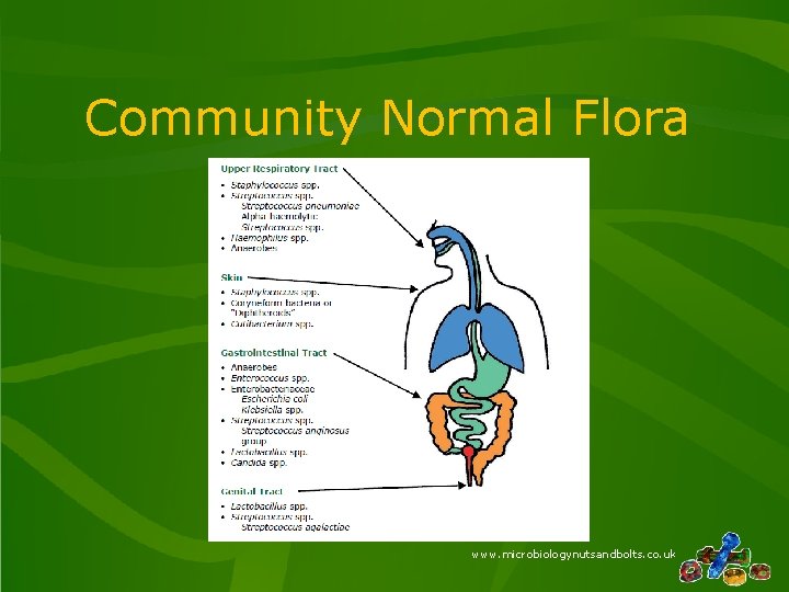 Community Normal Flora www. microbiologynutsandbolts. co. uk 