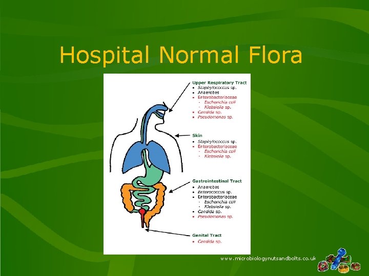 Hospital Normal Flora www. microbiologynutsandbolts. co. uk 