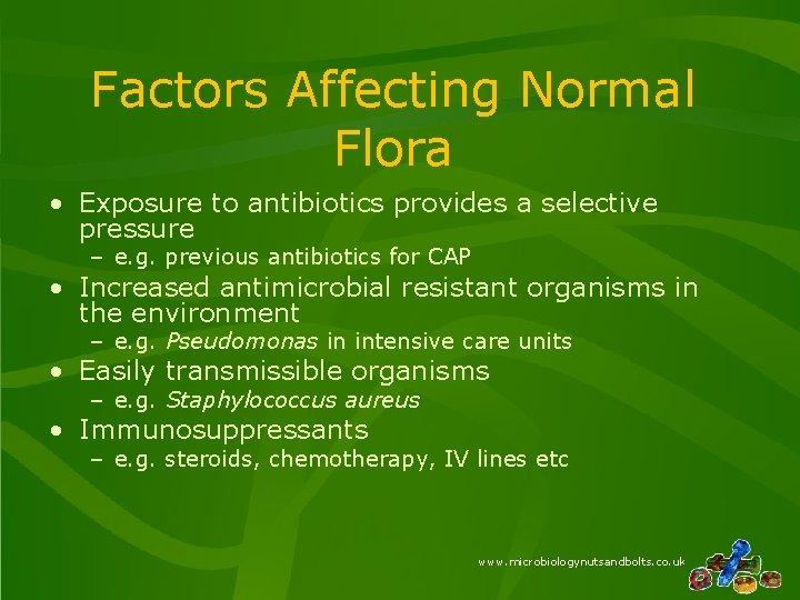 Factors Affecting Normal Flora • Exposure to antibiotics provides a selective pressure – e.