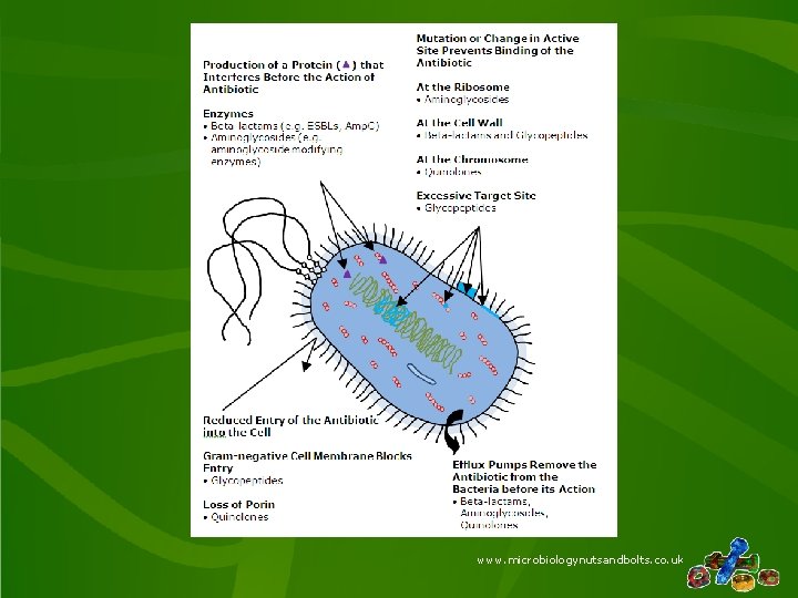 www. microbiologynutsandbolts. co. uk 