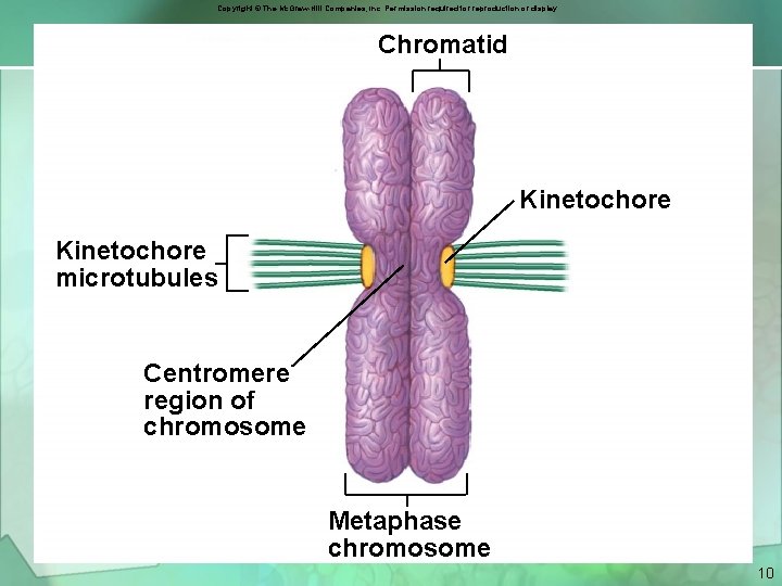 Copyright © The Mc. Graw-Hill Companies, Inc. Permission required for reproduction or display. Chromatid