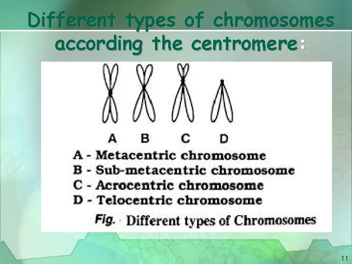 Different types of chromosomes according the centromere: 11 